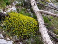 Gelbe Polsterblume neben toten schlanken Baumstamm einer Kiefer